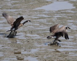 Geese skip/flying over muddy shallows