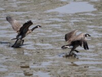 Geese skip/flying over muddy shallows