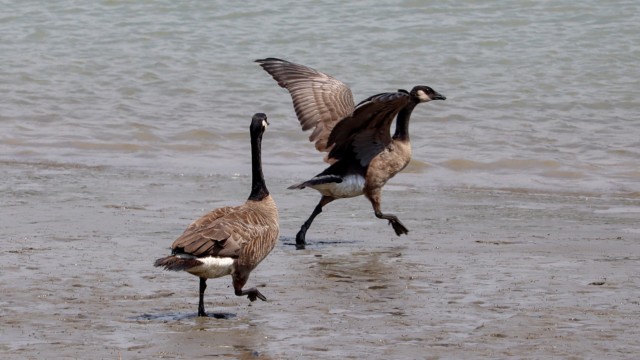 Geese skip/flying over muddy shallows