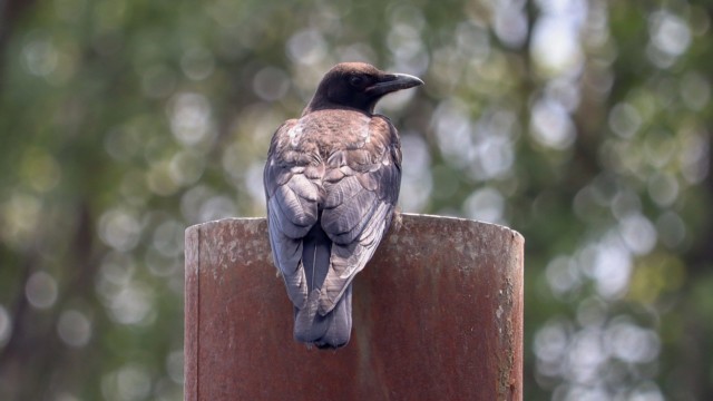 Harsh light on a crow sitting atop a pole