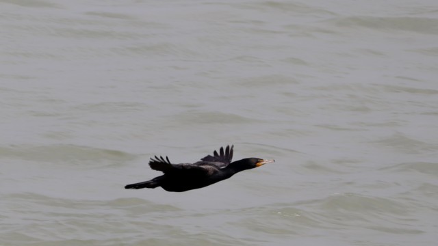 Cormorant in flight