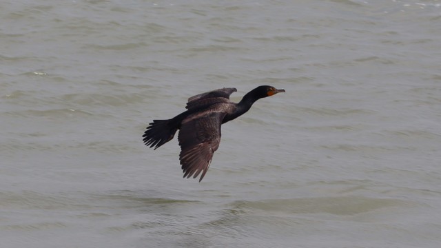 Cormorant preparing to land on the river