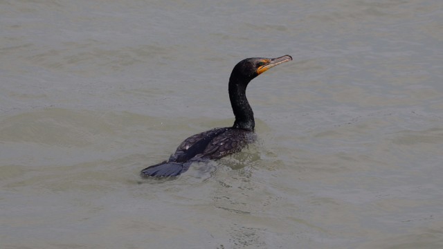 Cormorant on the river between dives
