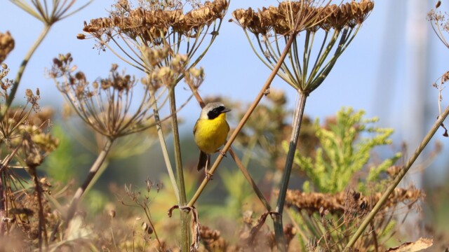 Common yellowthroat Common yellowthroat
