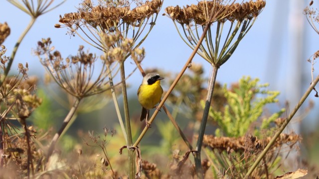 Common yellowthroat Common yellowthroat