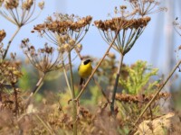 Common yellowthroat