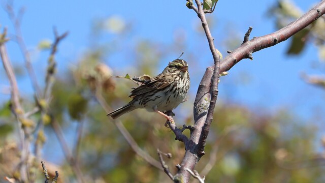 Savannah sparrow in a tree Savannah sparrow in a tree