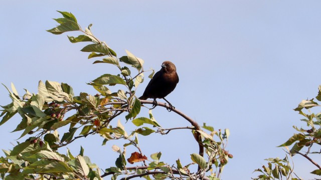 Cowbird in a tree Cowbird in a tree