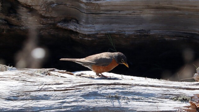 Robin pondering a log, as one does Robin pondering a log, as one does