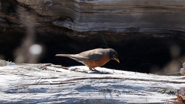 Robin pondering a log, as one does Robin pondering a log, as one does