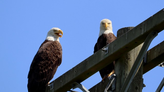 A pair of bald eagles hanging out on a telephone pole. The one on the right has that classic "I am annoyed" look. A pair of bald eagles hanging out on a telephone pole. The one on the right has that classic "I am annoyed" look.