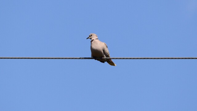 Collared dove on a wire Collared dove on a wire