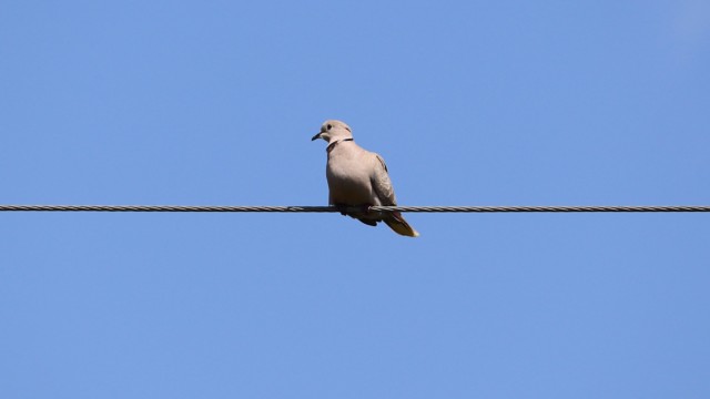 Collared dove on a wire Collared dove on a wire