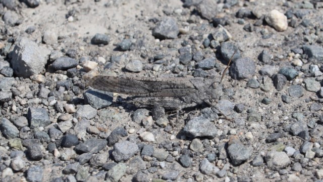 Grasshopper with world's best camouflage Grasshopper with world's best camouflage