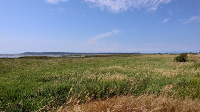 View looking from the dyke trail toward Boundary Bay View looking from the dyke trail toward Boundary Bay