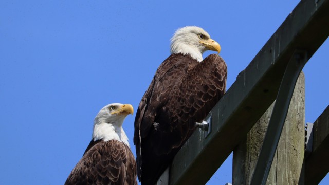 Closer shot of the bald eagles Closer shot of the bald eagles