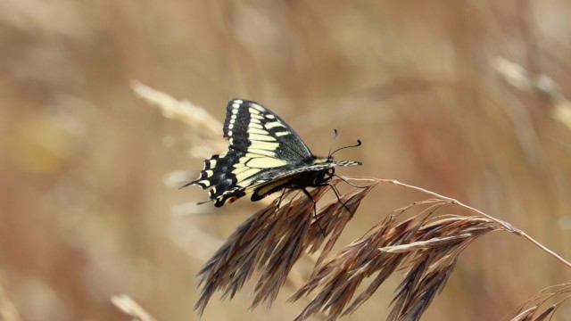Anise swallowtail butterfly Anise swallowtail butterfly