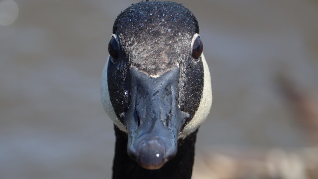 Canada goose stare down Canada goose stare down