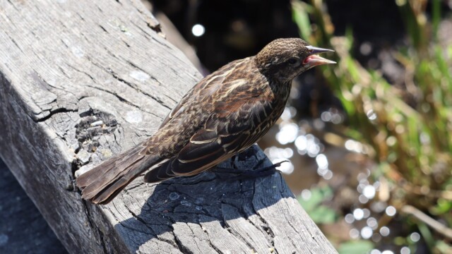 Young blackbird suggesting FEED ME Young blackbird suggesting FEED ME