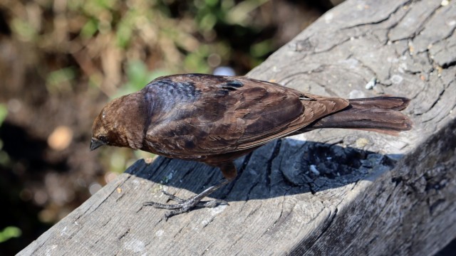 The shiniest cowbird west of Texas The shiniest cowbird west of Texas