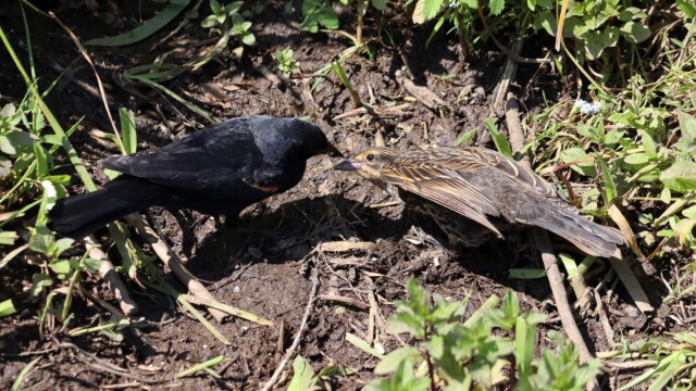 Adult blackbird dropping food for juvenile Adult blackbird dropping food for juvenile