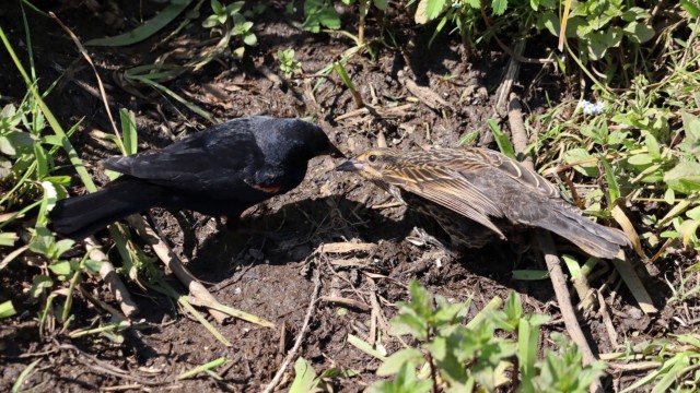 Adult blackbird dropping food for juvenile Adult blackbird dropping food for juvenile