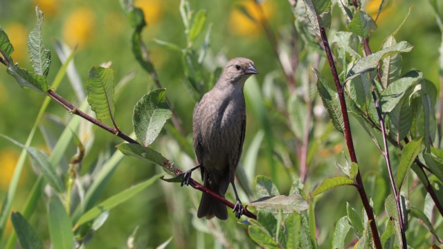 Cowbird looking up, looking WAY up Cowbird looking up, looking WAY up