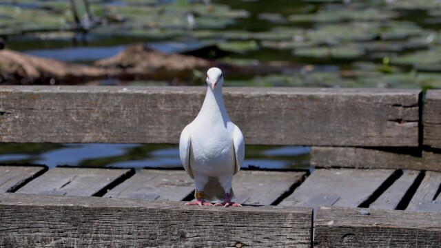 That feeling when you realize the albino pigeon is staring at you That feeling when you realize the albino pigeon is staring at you