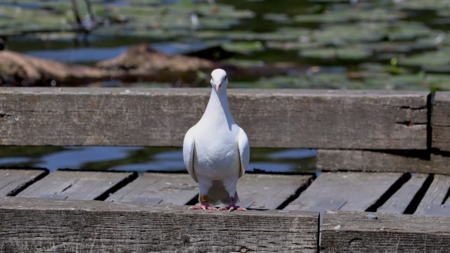 That feeling when you realize the albino pigeon is staring at you That feeling when you realize the albino pigeon is staring at you