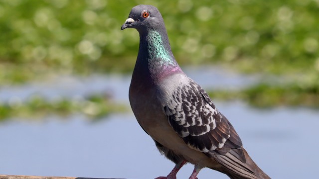 Pigeon posing Pigeon posing