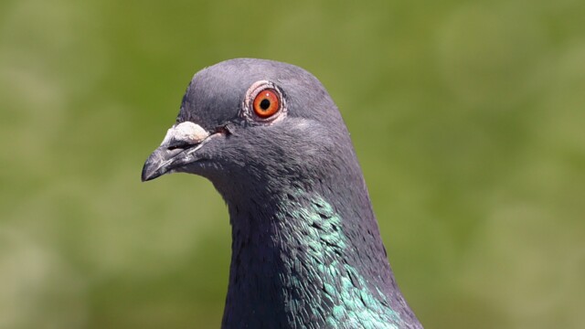 Pigeon close-up Pigeon close-up