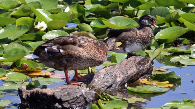 A mallard informing the wood duck that the log is not really big enough for both of them, see? A mallard informing the wood duck that the log is not really big enough for both of them, see?