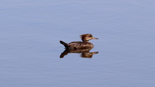 A female hooded merganser, a rare sight around here in the summer A female hooded merganser, a rare sight around here in the summer