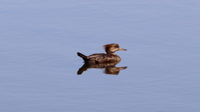 A female hooded merganser, a rare sight around here in the summer A female hooded merganser, a rare sight around here in the summer
