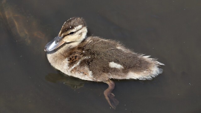 Summer is not complete without baby ducks Summer is not complete without baby ducks