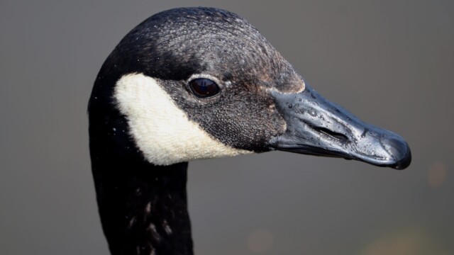 Ponder, the goose Ponder, the goose