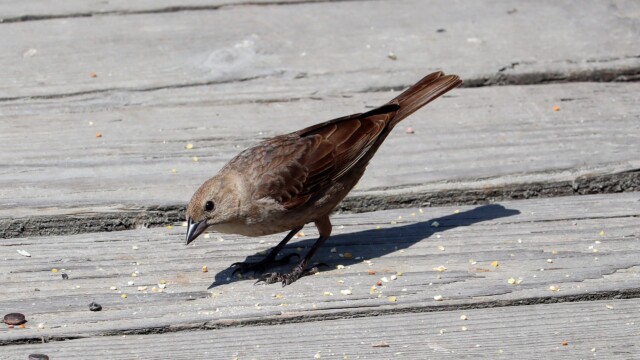 Cowbird sampling the finest pier offerings Cowbird sampling the finest pier offerings