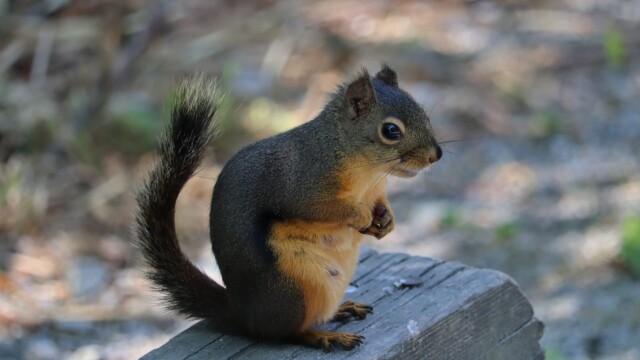 Douglas squirrel assuming the cute eating pose, but without food Douglas squirrel assuming the pose, but without food