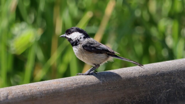 Black-capped chickadee on a bench Black-capped chickadee on a bench