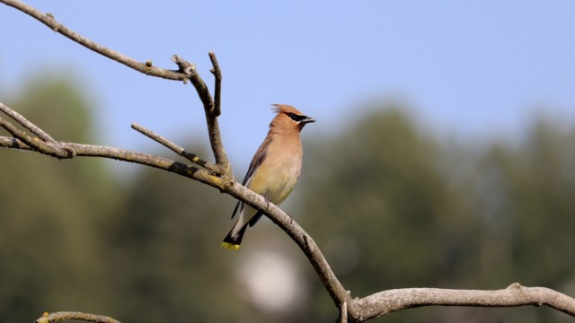 Cedar waxwing sitting in a tree Cedar waxwing sitting in a tree