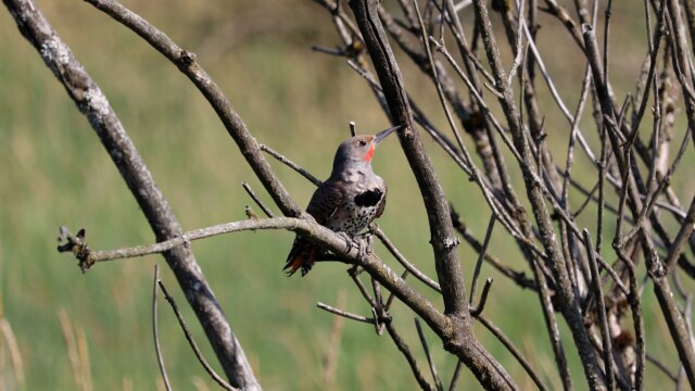 Northern flicker in a tree Northern flicker in a tree