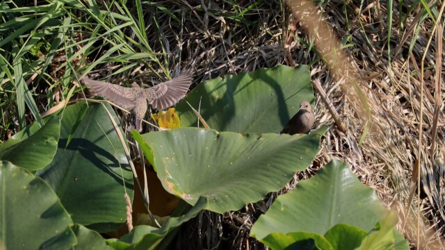 Cowbirds and lily pads: An action scene Cowbirds and lily pads: An action scene