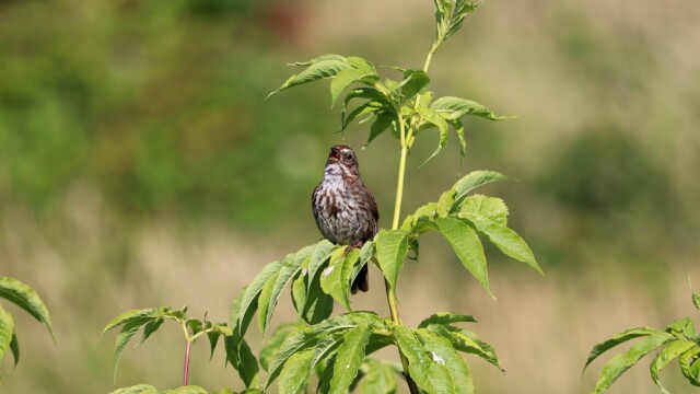 Song sparrow singing Song sparrow singing