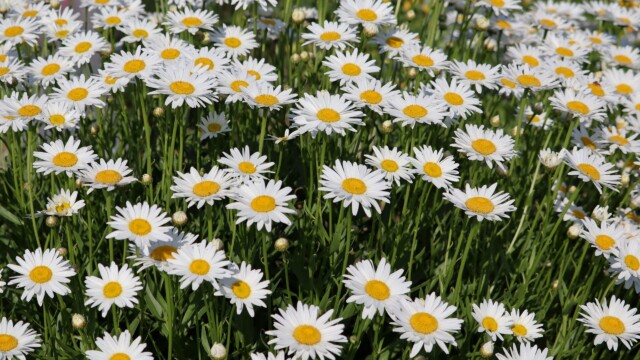 Daisies en masse Daisies en masse