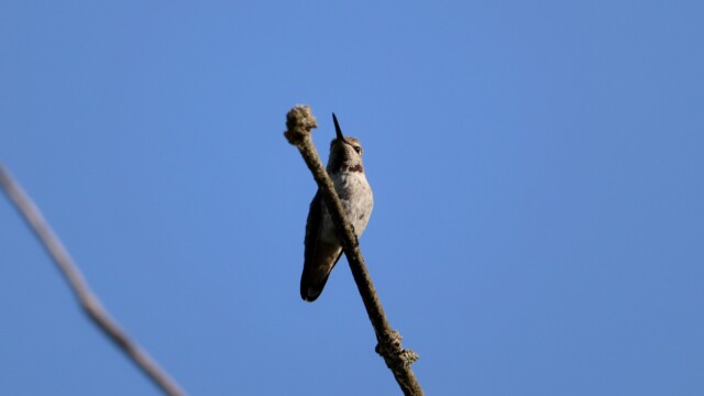 Anna's hummingbird in a tree Anna's hummingbird in a tree