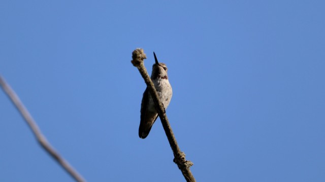 Anna's hummingbird in a tree Anna's hummingbird in a tree