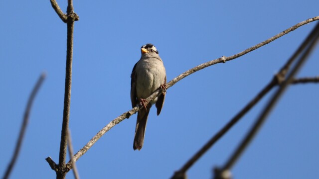 White-crowned sparrow on a branch, surveying its domain White-crowned sparrow on a branch, surveying its domain