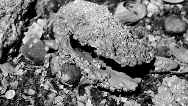 Shell uncovered by extreme low tide near Maplewood Flats