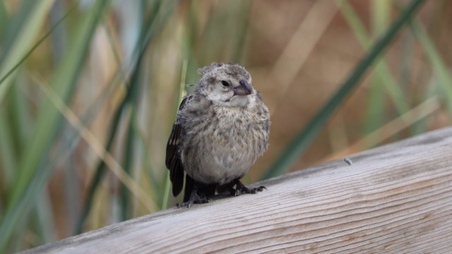 Cowbird ruffled by the breeze