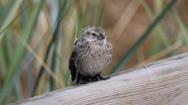 Cowbird ruffled by the breeze